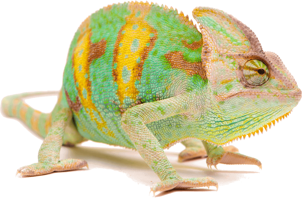 Chameleon passt sich responsive der Umgebung an.